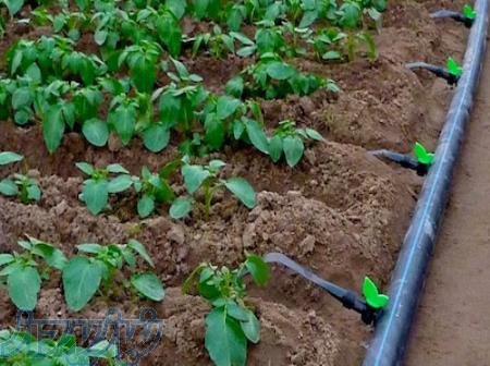 آبیاری قطره ای 