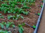 آبیاری قطره ای 
