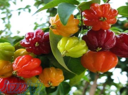 فروش نهال میوه های کمیاب و خاص 
