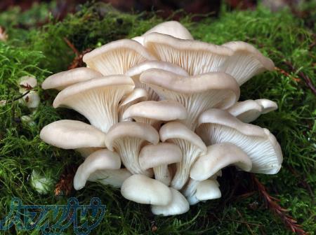 کشت قارچ های خوراکی و صدفی در منزل 