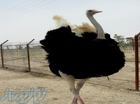 جوجه شترمرغ 