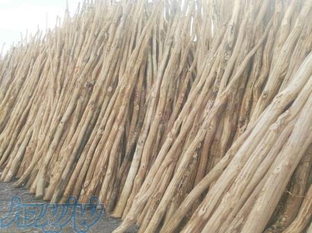 فروش عمده و جزئی چوب گلخانه 