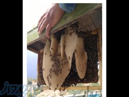 عسل،گردو،بادام 