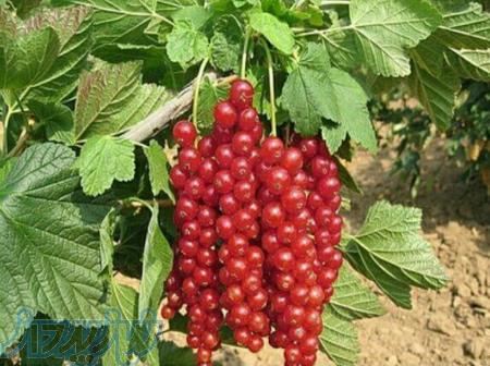 فروش نهال میوه های کمیاب و خاص 