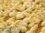 فروش جوجه مرغ یک روزه گوشتی جوجه محلی صنعتی و هلندی 