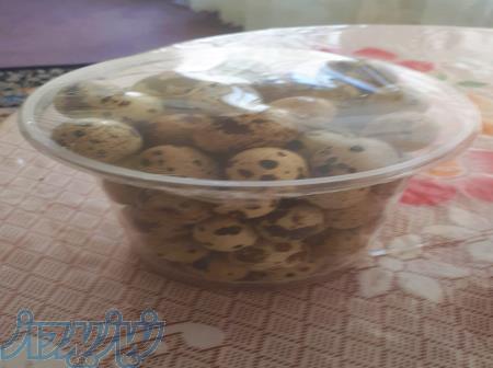 تخم بلدرچین کیلویی25هزارتومان شامل حدود83عدد 