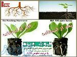 فروش هورمون ریشه زایی گیاهان 