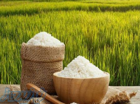 فروش برنج شمال درجه یک 