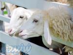 دوره آموزشی پرواربندی گوسفند و بز 