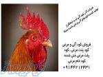 فروش کود مرغی خام وپلت شده 