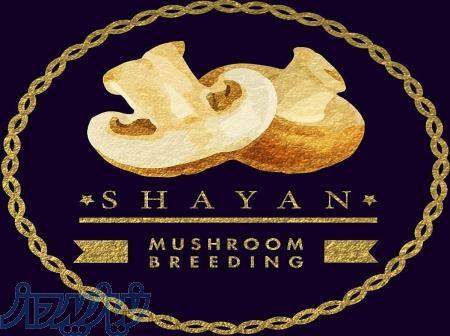 آموزش پرورش قارچ و مشاوره 