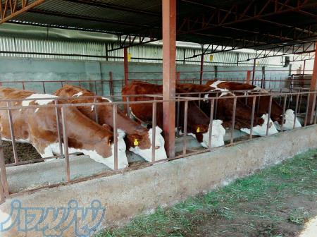 خرید و فروس گوساله 