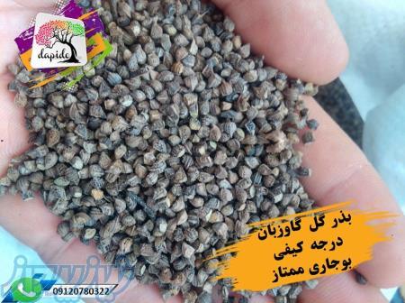 فروش عمده بذر گل گاوزبان ایرانی