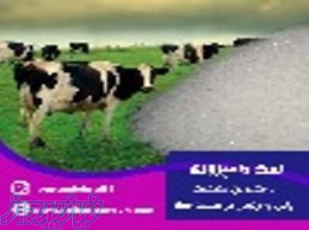 تامین سلامت دام با نمک 