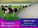 تامین سلامت دام با نمک 