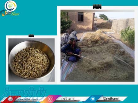 فروش زیره دسترنج مردم محروم خواف 