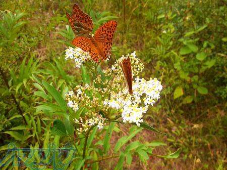 کسب و کار اینترنتی 