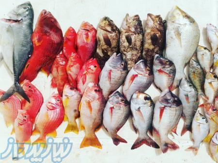 خرید ماهی در ایران و دبی 