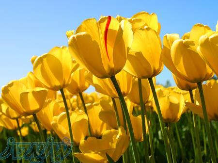 تدریس خصوصی انگلیسی متوسطه و معلم خصوصی انگلیسی متوسطه صاحبدل 09121713432 