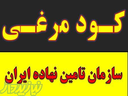 کود مرغ پلت مرغی کود حیوانی و شیمیایی خرید فروش 