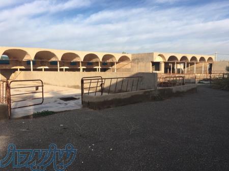 فروش زمین گاوداری ۳ ۳۵۰ متری دارای امکانات 