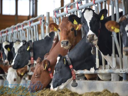 تصفیه فاضلاب دامداری 