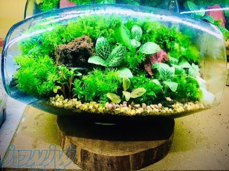 تراريوم ويواريىم پالداريوم وابيكوزا 