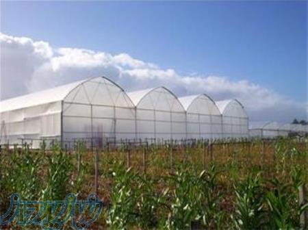 تولید نایلون کشاورزی نایلون عریض گلخانه ای UV دار 