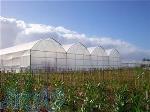 تولید نایلون کشاورزی نایلون عریض گلخانه ای UV دار 