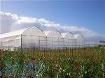 تولید نایلون کشاورزی نایلون عریض گلخانه ای UV دار 