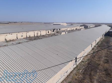 فروش مرغداری گوشتی 80000 تایی 