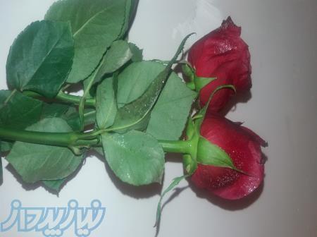 مشاوره و روانشناسی 