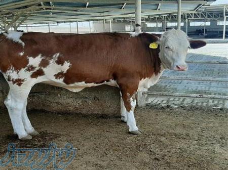 فروش گوساله سیمینتال - فروش گوساله هلشتاین