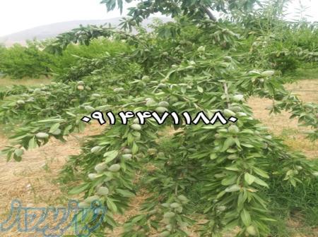 فروش نهال بادام فرانیس - فروش نهال بادام دیرگل