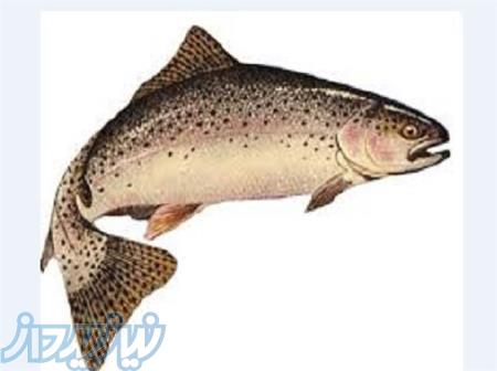 فروش ماهی قزل و سالمون پرواری ،تخم ماهی ،بچه ماهی 