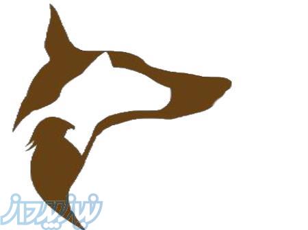 رویال دیجی پت 