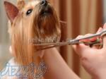 خدمات تخصصی آرایش حیوانات خانگی 