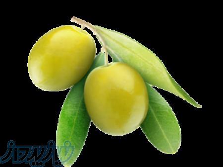 فروش زیتون عمده فروشنده زیتون عمده فروشنده زیتون سبزروغنی 