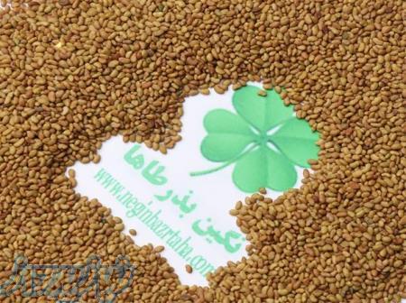 فروش بذر یونجه سردسیری و گرمسیری ، بذر یونجه دیمی