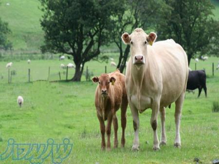 فروش تلیسه آبستن 7 ماهه 