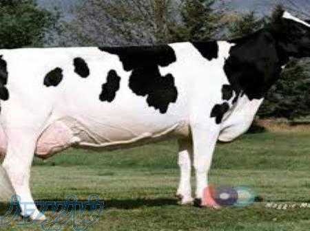 فروش تلیسه آبستن 7 ماهه 