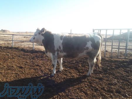 فروش تلیسه آبستن 7 ماهه نژاد سیمینتال 