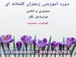 دوره آموزشی کشت زعفران گلخانه ای 