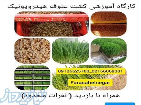 دوره آموزشی کشت علوفه هیدروپونیک 