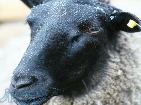 دوره آموزشی گوسفند داشتی رومانف 