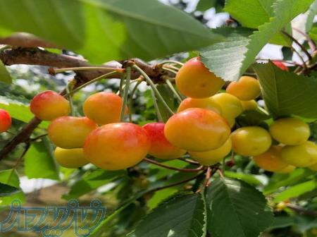 دوره آموزشی احداث باغات میوه 