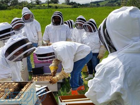 دوره آموزشی پرورش ملکه زنبور عسل فراساحل نگار 
