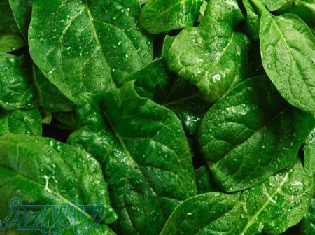 دوره آموزشی کشت اسفناج