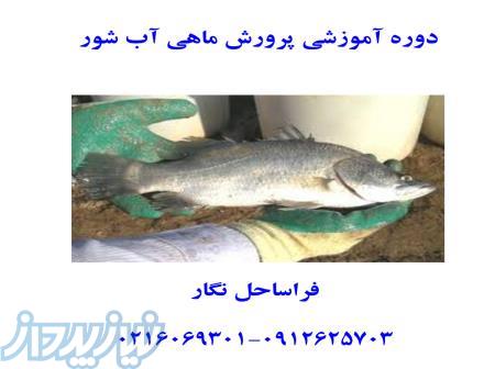 دوره آموزشی پرورش ماهی آب شور 