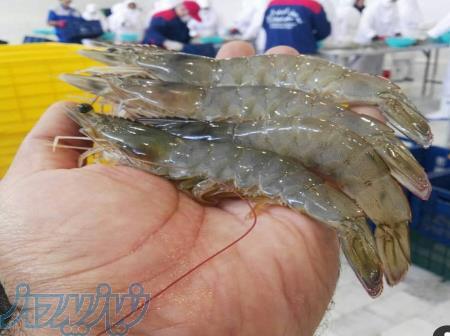 دوره آموزشی پرورش میگو 